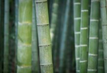 Czy bambus jest naturalny?