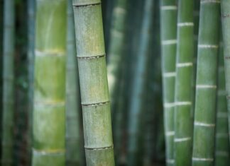 Czy bambus jest naturalny?